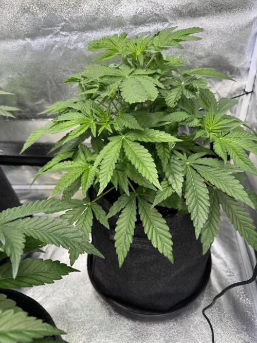 Forbitten Blueprint. Week 5