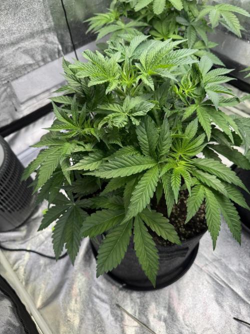 Forbitten Blueprint. Week 5