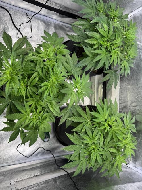 Forbitten Blueprint. Week 5