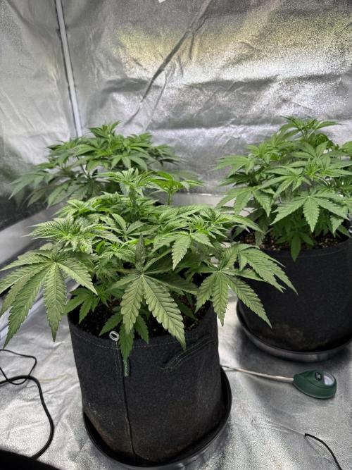 Forbitten Blueprint. Week 5