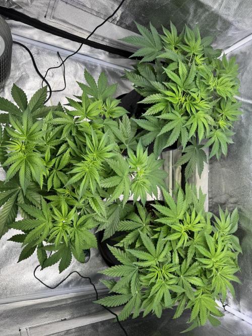 Forbitten Blueprint. Week 6