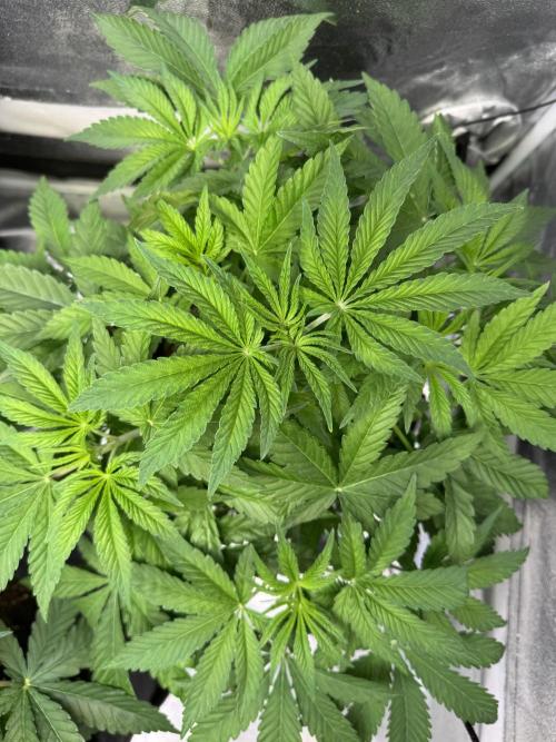 Forbitten Blueprint. Week 6