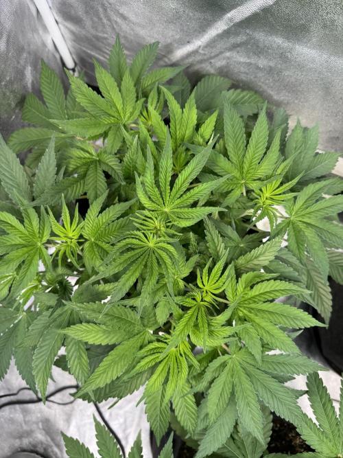 Forbitten Blueprint. Week 6