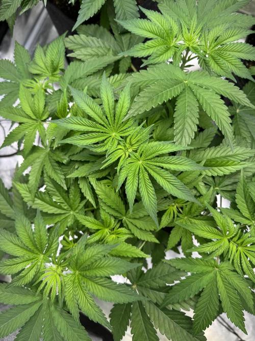 Forbitten Blueprint. Week 6