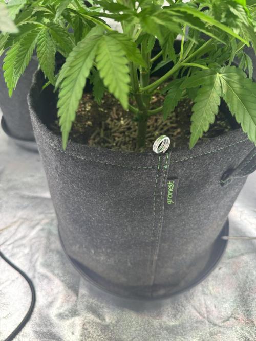 Forbitten Blueprint. Week 6