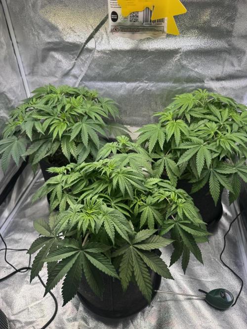 Forbitten Blueprint. Week 6