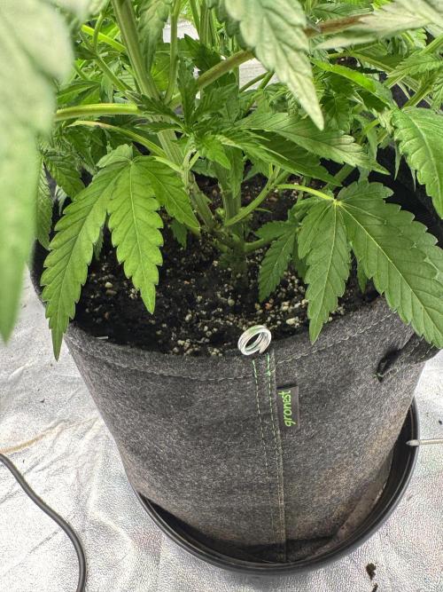 Forbitten Blueprint. Week 6