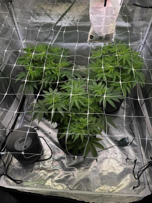 Forbitten Blueprint. Week 6