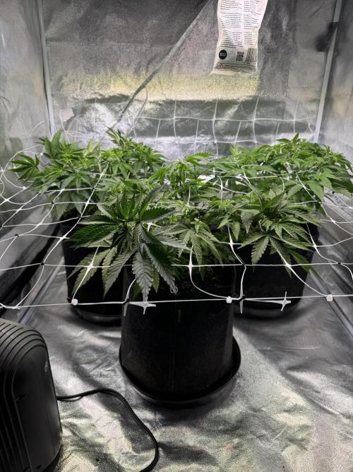 Forbitten Blueprint. Week 6