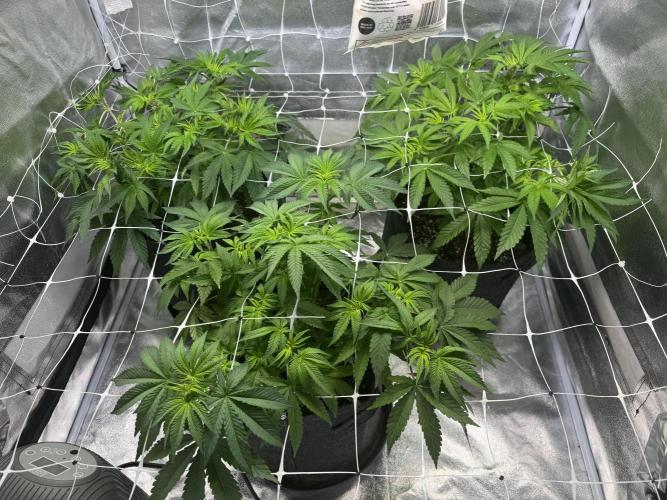 Forbitten Blueprint. Week 6