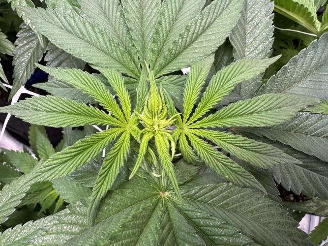 Forbitten Blueprint. Week 7 - Vorblüte 