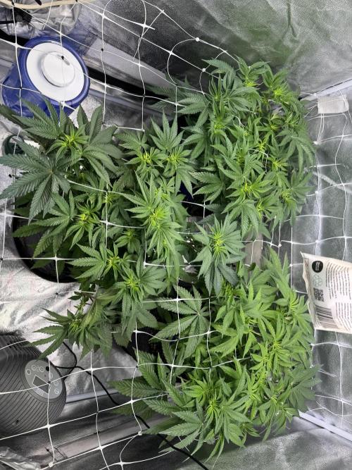 Forbitten Blueprint. Week 7