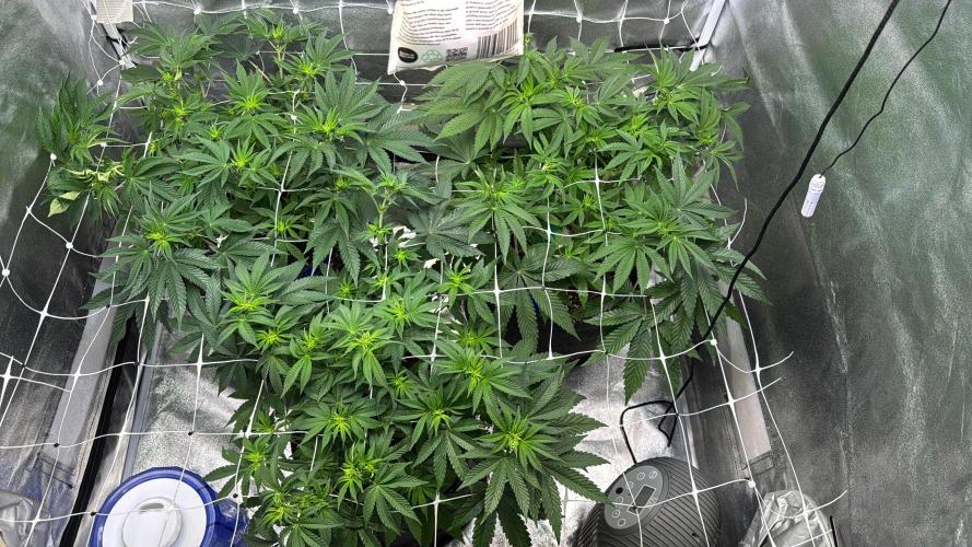 Forbitten Blueprint. Week 7