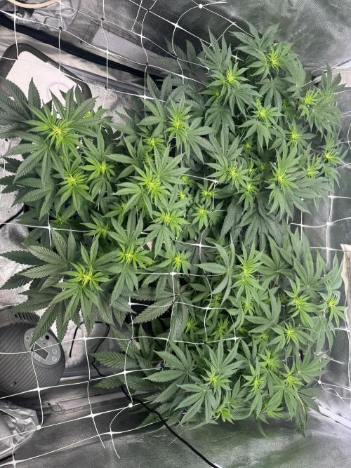 Forbitten Blueprint. Week 7