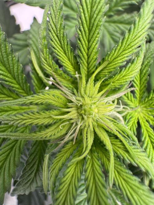 Forbitten Blueprint. Week 7