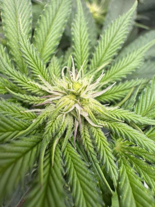 Forbitten Blueprint. Week 8