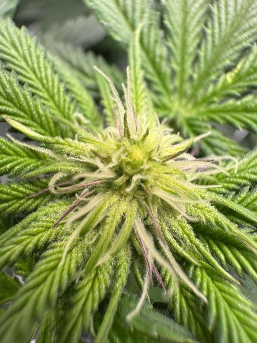 Forbitten Blueprint. Week 8