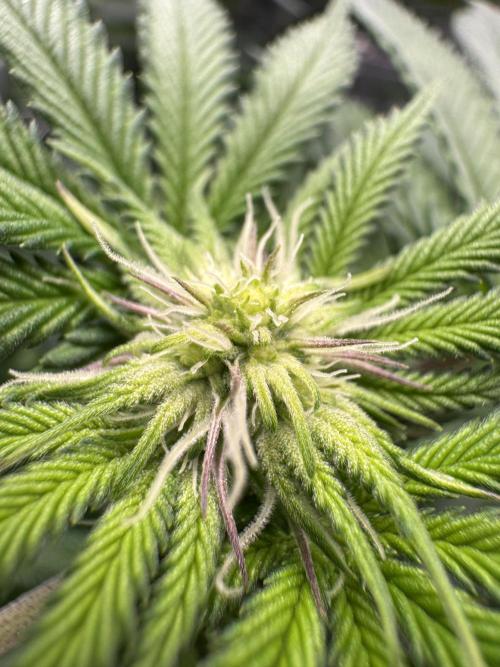 Forbitten Blueprint. Week 8