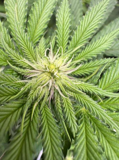 Forbitten Blueprint. Week 8