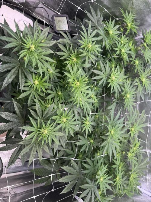 Forbitten Blueprint. Week 8