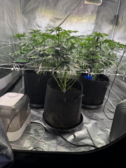 Forbitten Blueprint. Week 8