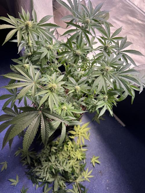 Forbitten Blueprint. Week 8