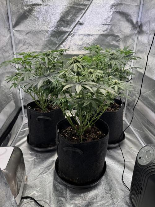 Forbitten Blueprint. Week 8