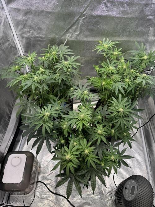 Forbitten Blueprint. Week 8