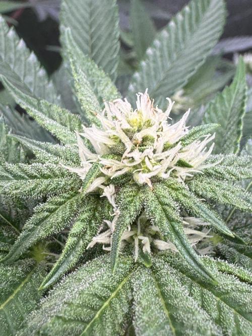 Forbitten Blueprint. Week 9