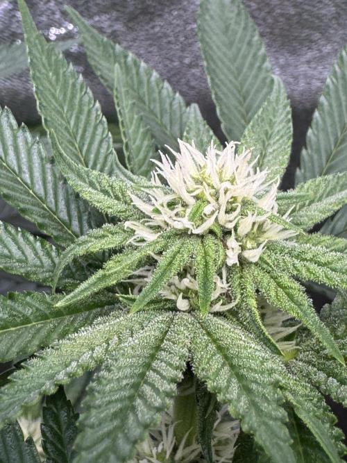 Forbitten Blueprint. Week 9