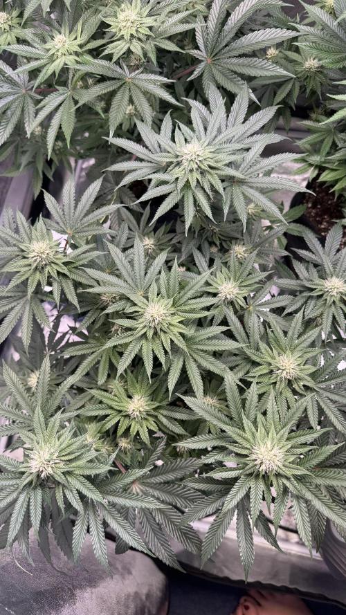 Forbitten Blueprint. Week 9