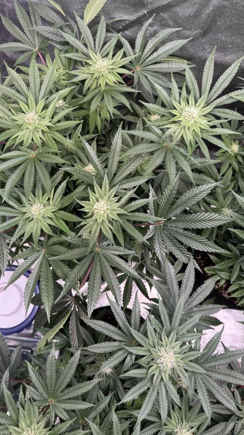 Forbitten Blueprint. Week 9