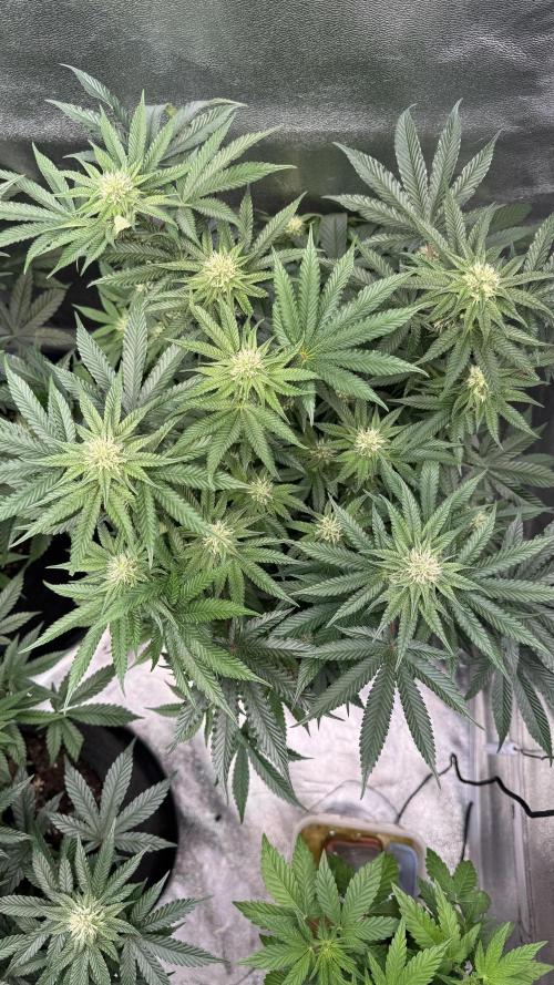 Forbitten Blueprint. Week 9