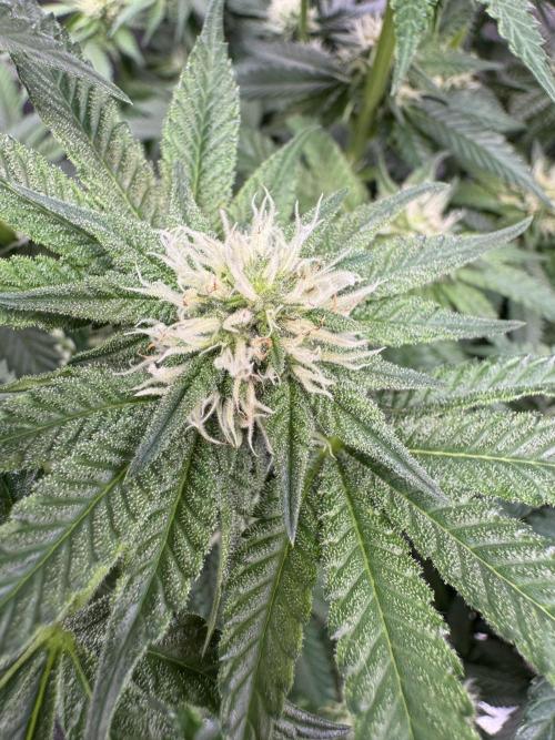 Forbitten Blueprint. Week 9