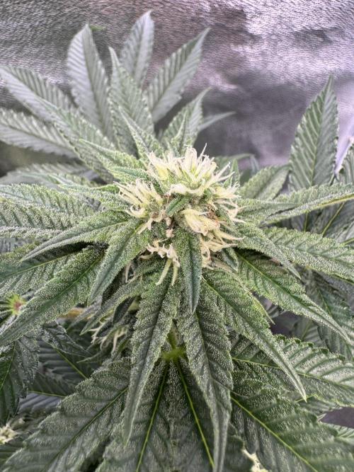 Forbitten Blueprint. Week 9