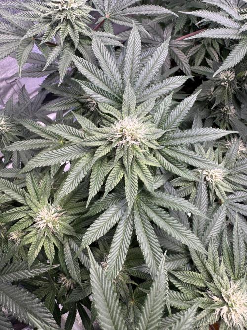 Forbitten Blueprint. Week 10