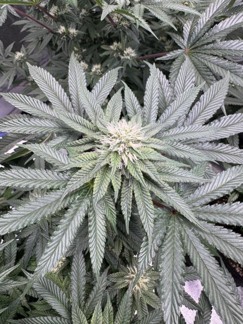 Forbitten Blueprint. Week 10