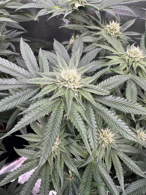 Forbitten Blueprint. Week 10