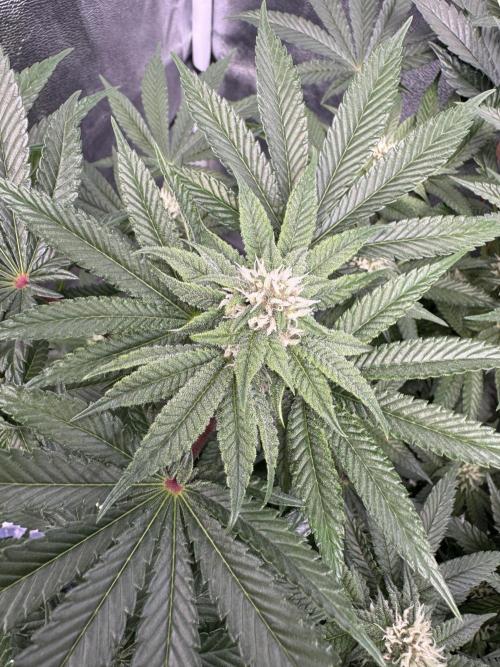 Forbitten Blueprint. Week 10