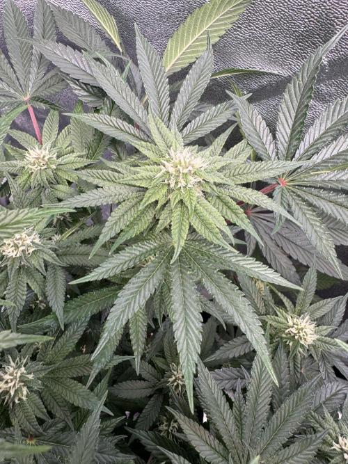 Forbitten Blueprint. Week 10