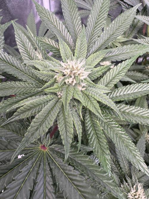 Forbitten Blueprint. Week 10