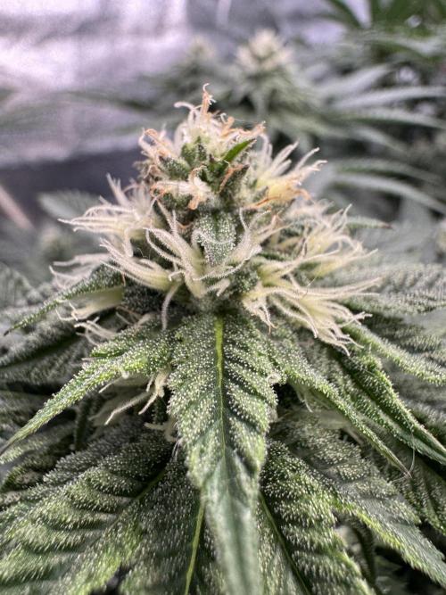 Forbitten Blueprint. Week 10