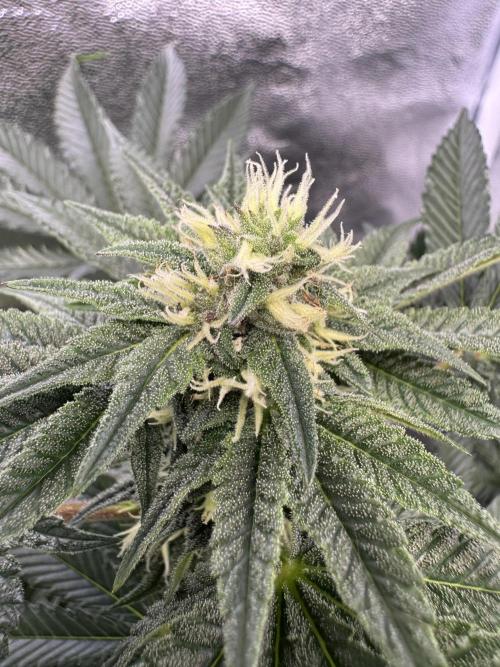 Forbitten Blueprint. Week 10