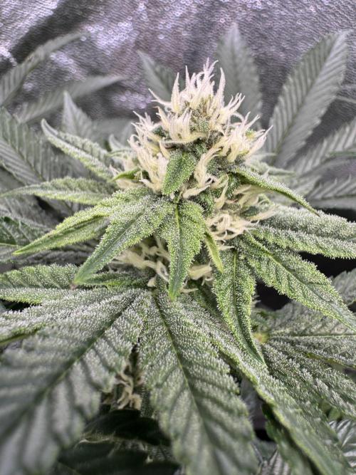 Forbitten Blueprint. Week 10