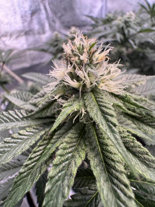 Forbitten Blueprint. Week 10