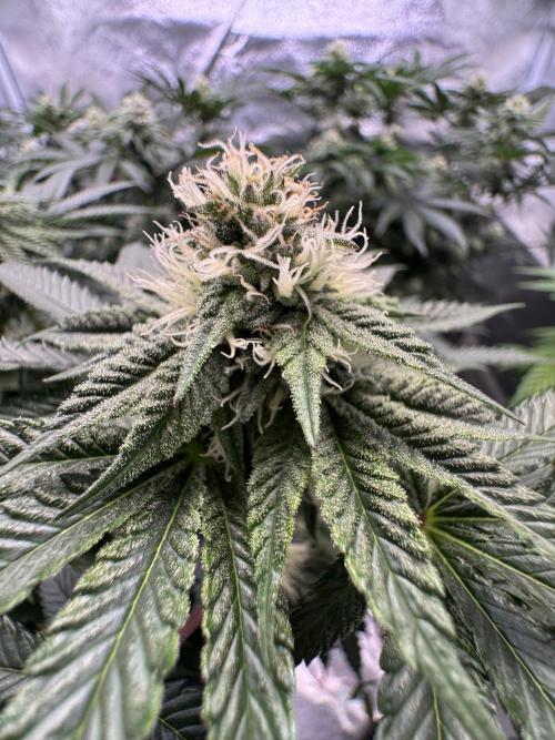 Forbitten Blueprint. Week 10