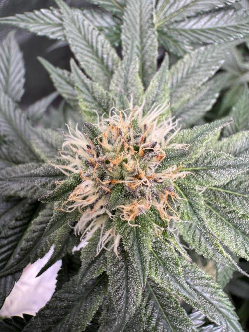 Forbitten Blueprint. Week 10