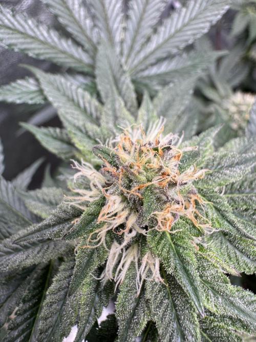 Forbitten Blueprint. Week 10