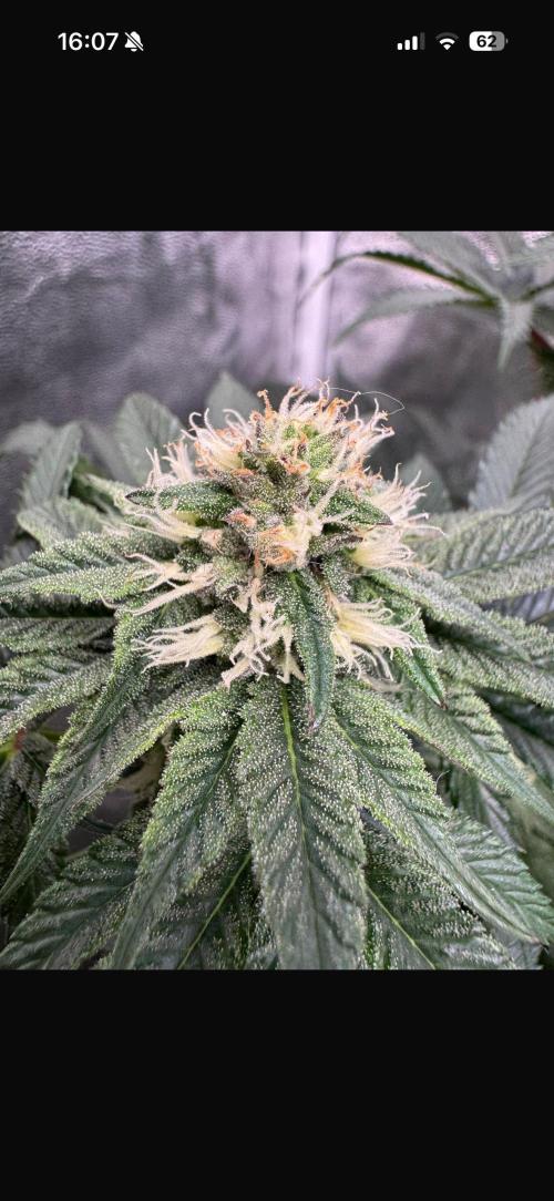 Forbitten Blueprint. Week 10