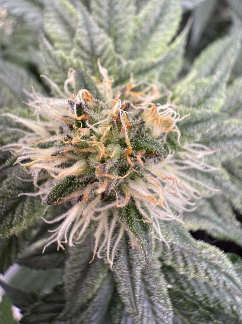 Forbitten Blueprint. Week 10